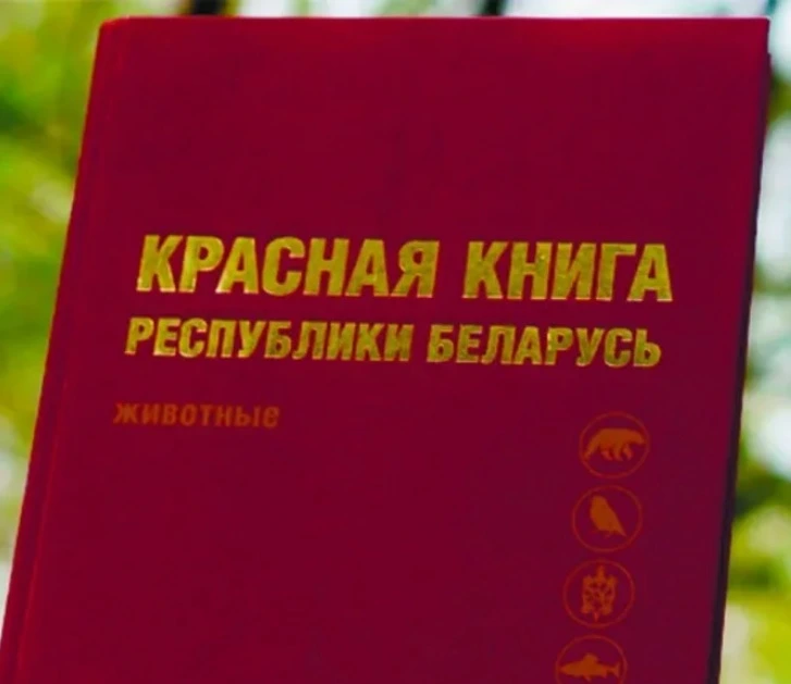 Обновленная Красная книга Беларуси выйдет к концу текущего года