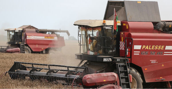 В Беларуси собрали почти 10,8 млн тонн зерна с учетом рапса и кукурузы