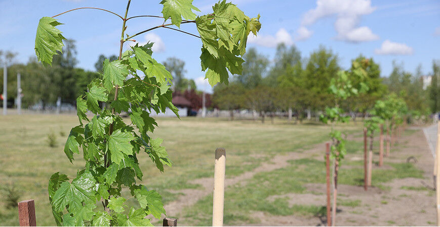 Свыше 300 тыс. деревьев и почти 380 тыс. кустарников высажено в Беларуси с начала года