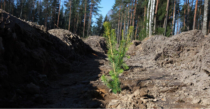 Минлесхоз: с начала года леса воспроизведены на площади более 32 тыс. га
