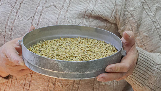 В Быховском районе завершается обеспечение хозяйств кондиционными семенами зерновых, зернобобовых культур и многолетних трав