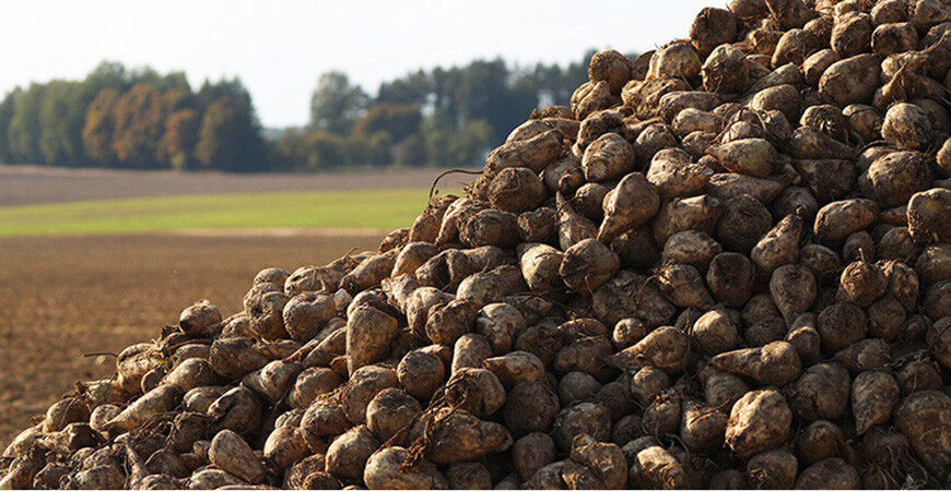 Свыше 5 млн тонн сахарной свеклы накопано в Беларуси