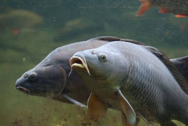 Зимовальные ямы: как рыбы переживают зиму и что важно знать рыболовам