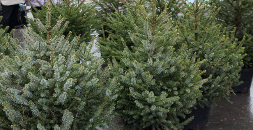 Как правильно пересадить новогоднюю ёлку из горшка в открытый грунт