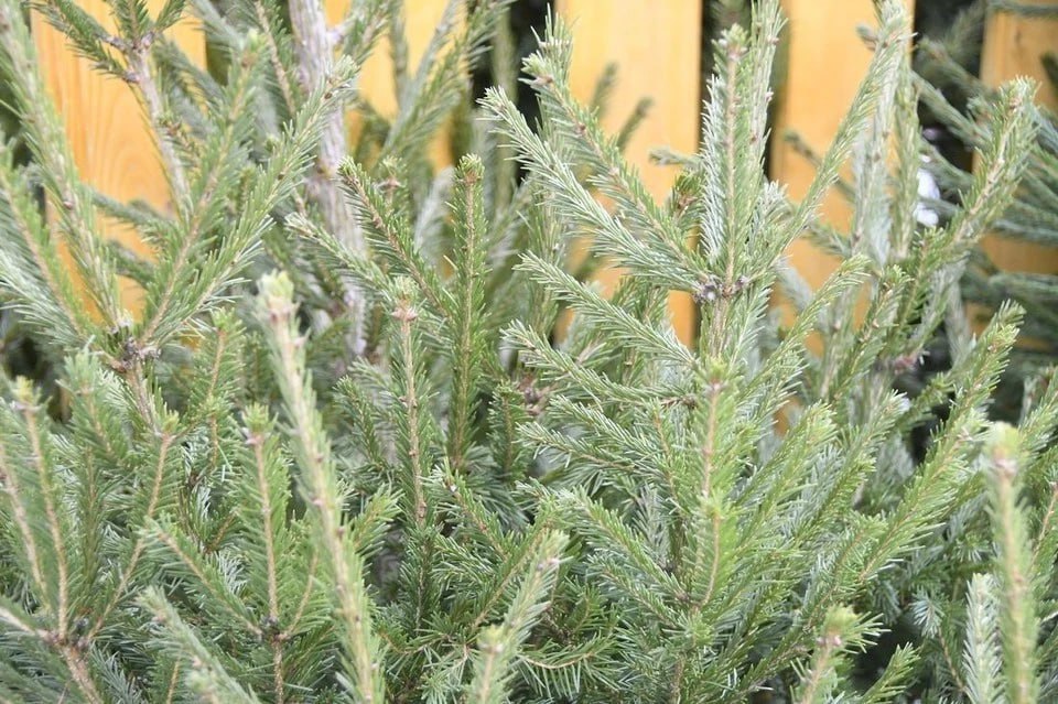 Аромат зимнего леса: за новогодней елкой — на базар!