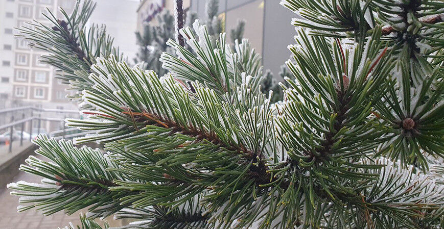 В Беларуси 21 декабря ожидается гололёд и до минус 3 градусов