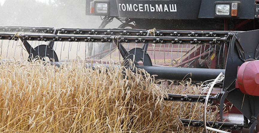 Свыше 11,1 млн т зерна с учетом рапса и кукурузы собрали в Беларуси