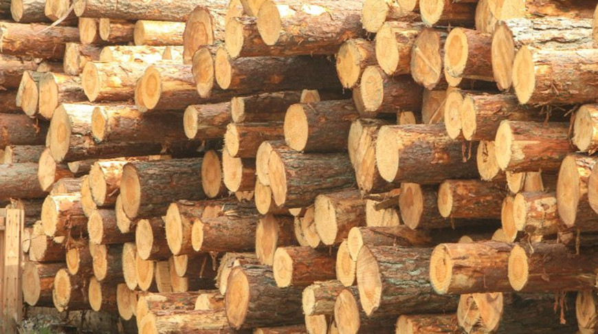 Таксы на древесину в Беларуси на 2026 год: сколько стоит кубометр сосны, дуба или берёзы