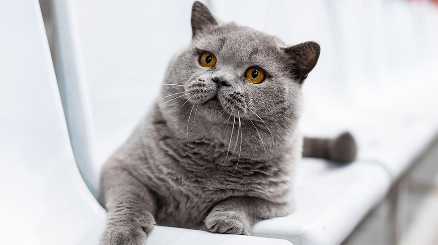 Белорусский кот вошёл в тройку самых красивых в мире по версии WCF