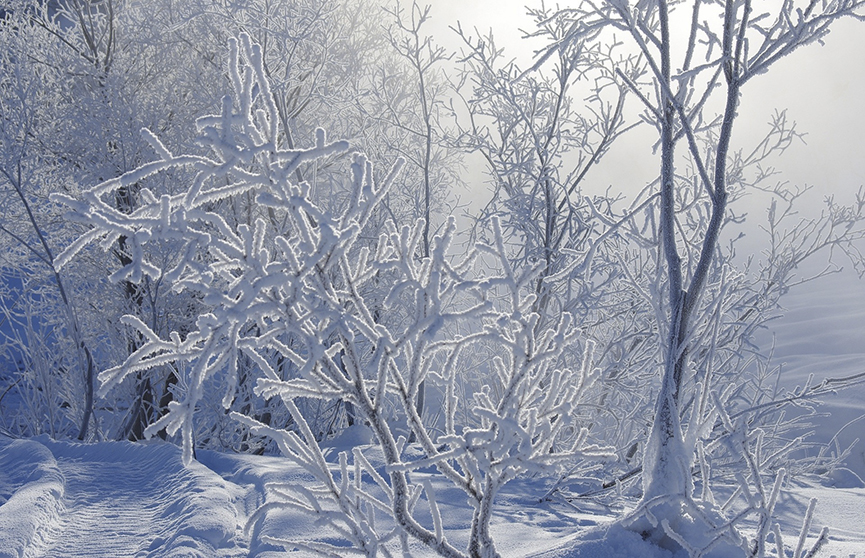 В Беларусь идут снегопады и морозы: прогноз погоды на 8–10 января