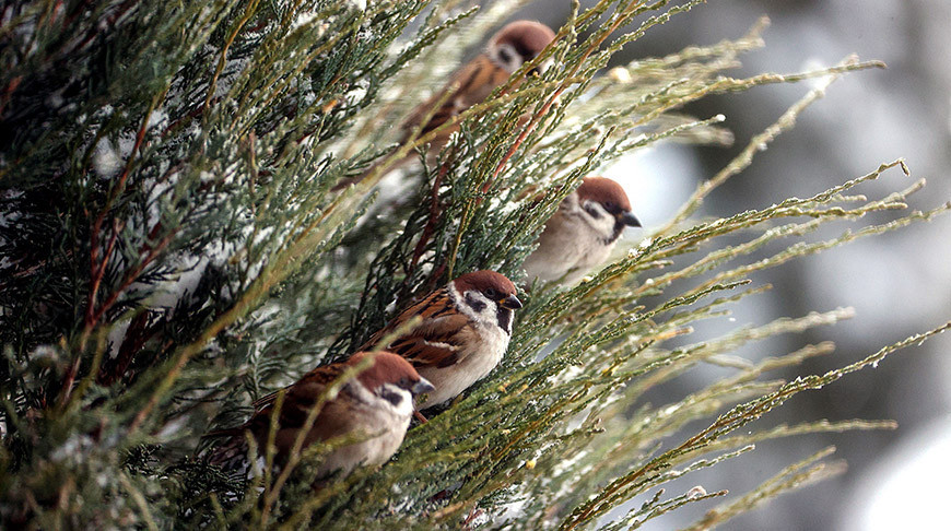 Морозы до минус 23 и гололедица: погода в Беларуси на 14 января