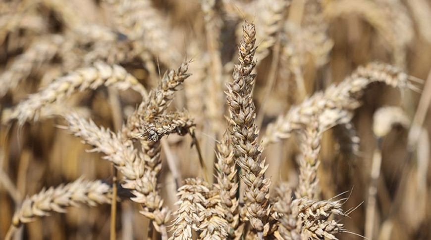 Белорусские учёные представили новый сорт озимой пшеницы «Айлин»