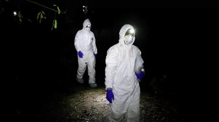 Летальность до 75% и отсутствие вакцины: ВОЗ оценила опасность вспышки вируса Нипах в Индии