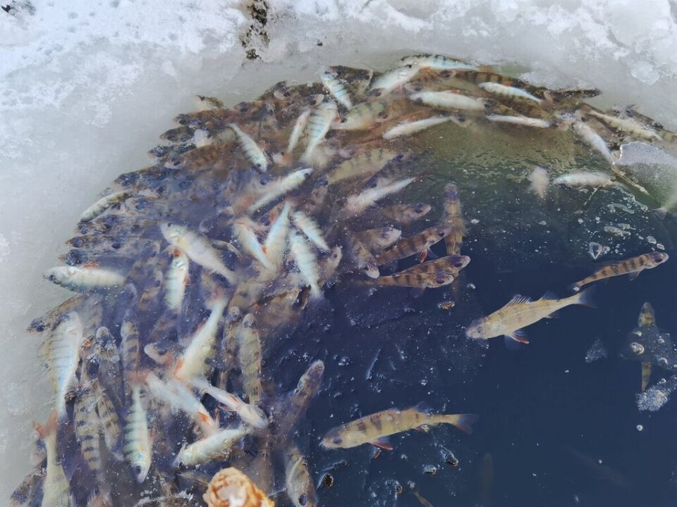 В ряде регионов временно сняты ограничения на вылов рыбы