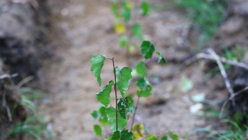 В Быховском районе стартует акция «Лес! Дабро! Парадак!»
