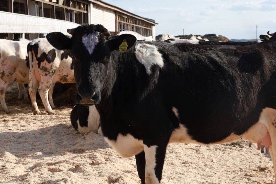 На базе МТК «Неряж» ОАО «Володарский» состоялся выездной семинар-учеба, посвященный вопросам сохранности поголовья