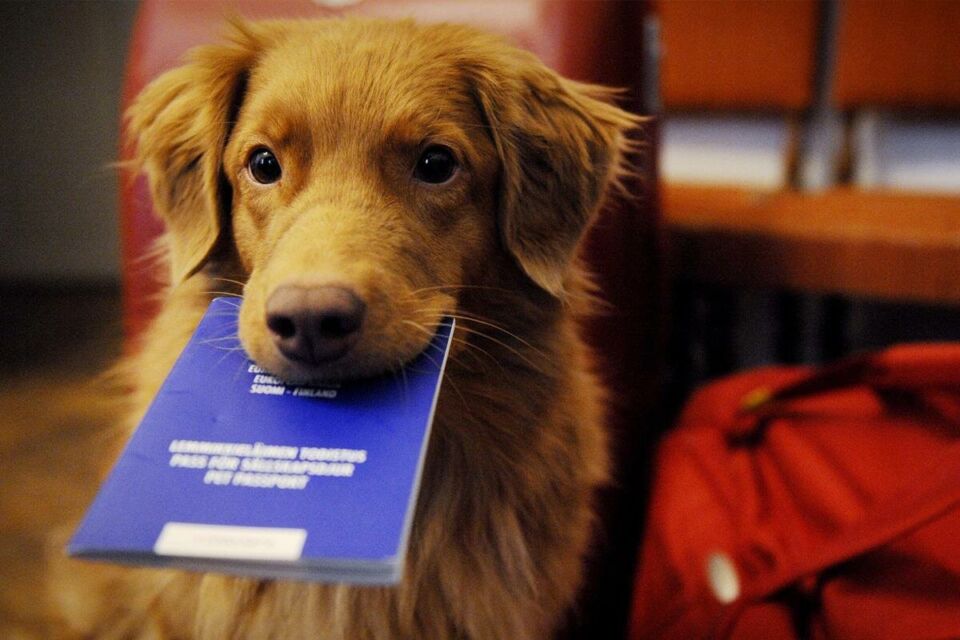 Профилактика бешенства у людей и животных — что важно знать каждому