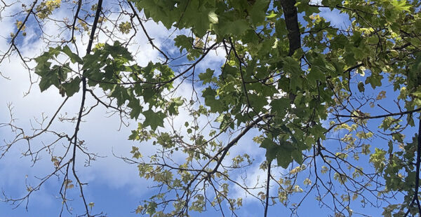 Жаркая погода в Беларуси: синоптики обещают до +33°C в выходные