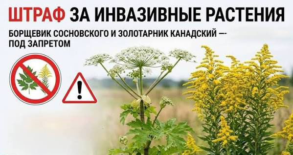 Об ответственности за непринятие мер по борьбе с инвазивными растениями