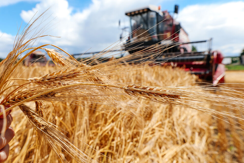 Производство сельхозпродукции: статистика за январь-август