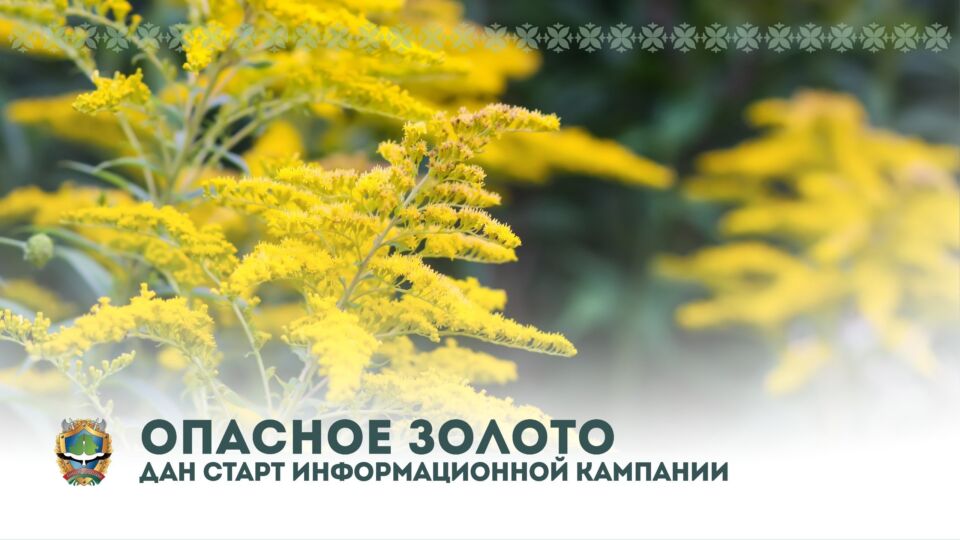 Стартовала информационная кампания «Опасное золото»